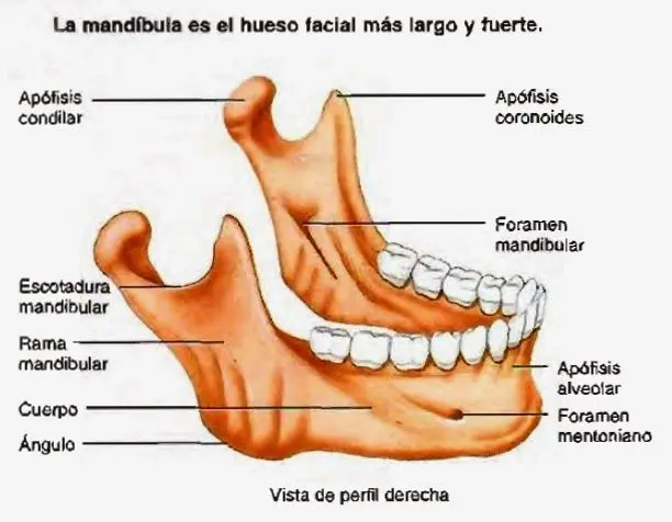 Anatomía de la Mandíbula: Explorando la Sinfisis Mentoniana - Cómo se llama la parte de abajo de la mandíbula partes de la mandibula - Cómo se llama la parte de abajo de la mandíbula