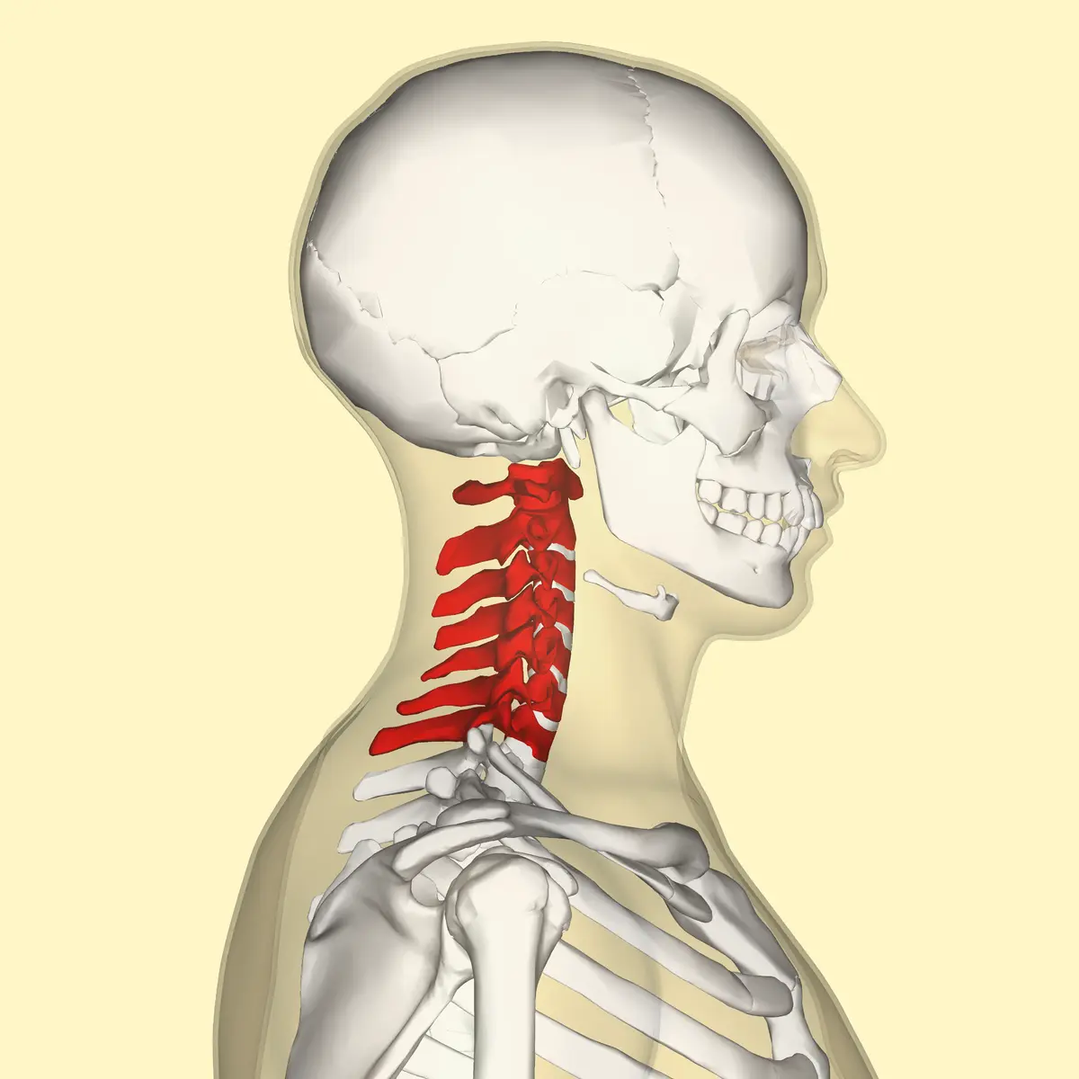 Cuello Filadelfia: Qué es, cómo se usa y cuándo se necesita - Cómo se llama la parte del cuello que sobresale cuello filadelfia - Cómo se llama la parte del cuello que sobresale