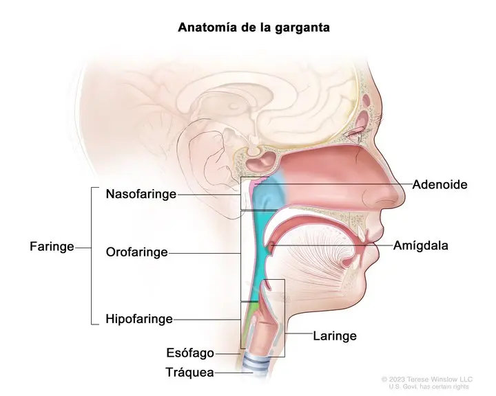 Anatomía del cuello: una guía completa - Cómo se llama lo que está dentro del cuello partes del cuello y garganta - Cómo se llama lo que está dentro del cuello