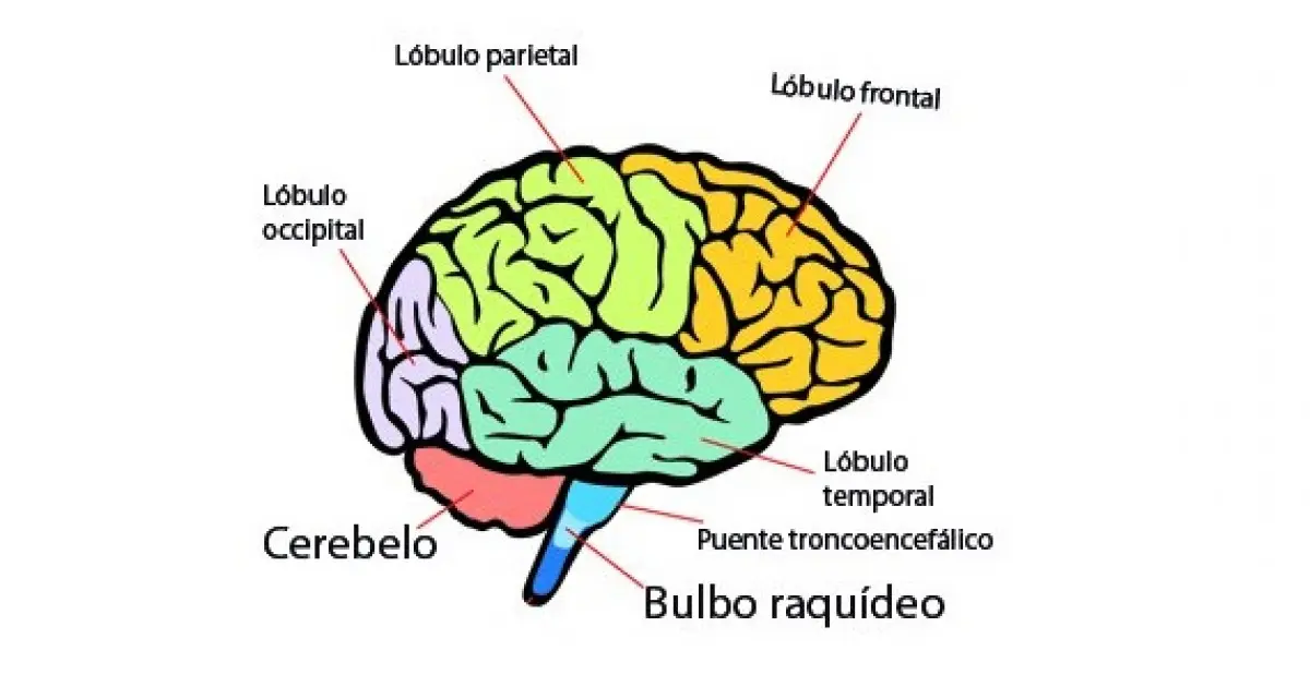 El Cerebro Humano: Explorando sus Tres Partes y Áreas Más Desarrolladas - Cómo se llaman las 3 partes del cerebro areas del cerebro - Cómo se llaman las 3 partes del cerebro
