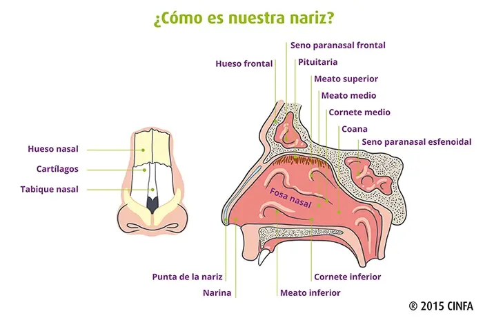 Partes Internas de la Nariz: Una Exploración Detallada - Cómo se llaman las partes de la nariz por dentro partes de la nariz por dentro - Cómo se llaman las partes de la nariz por dentro