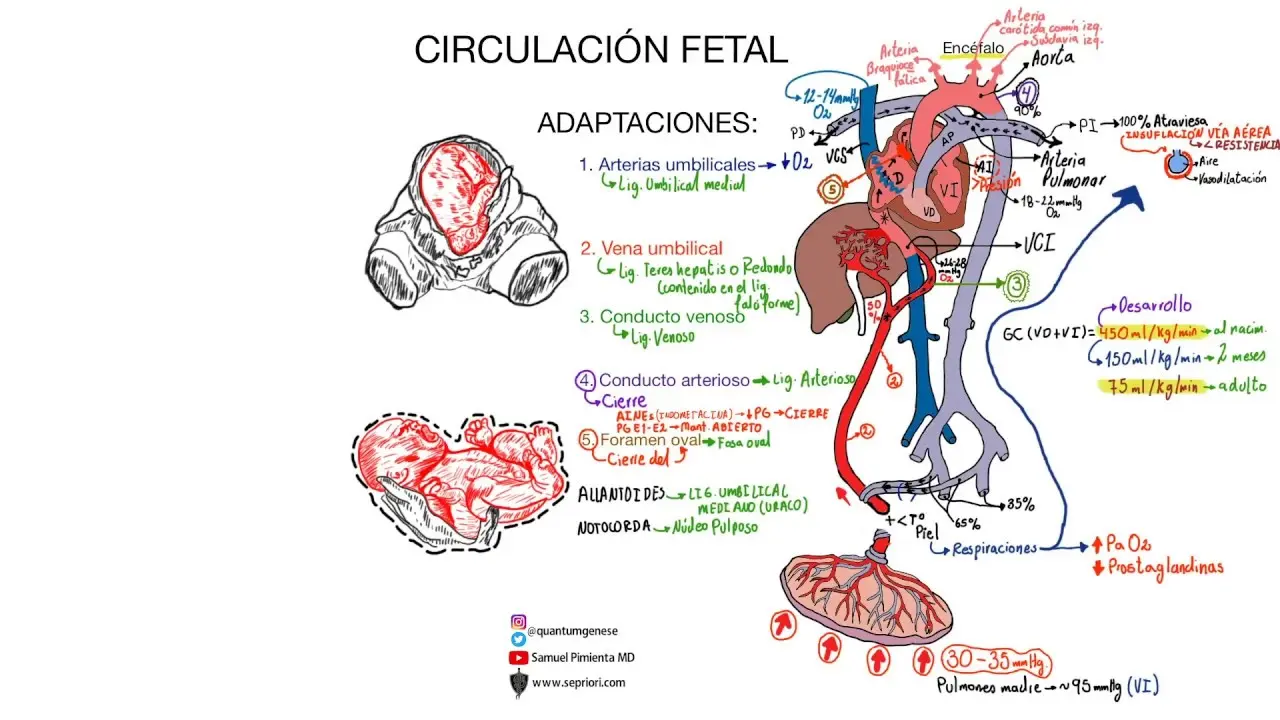 circulacion fetal - Cómo se lleva a cabo la circulación fetal