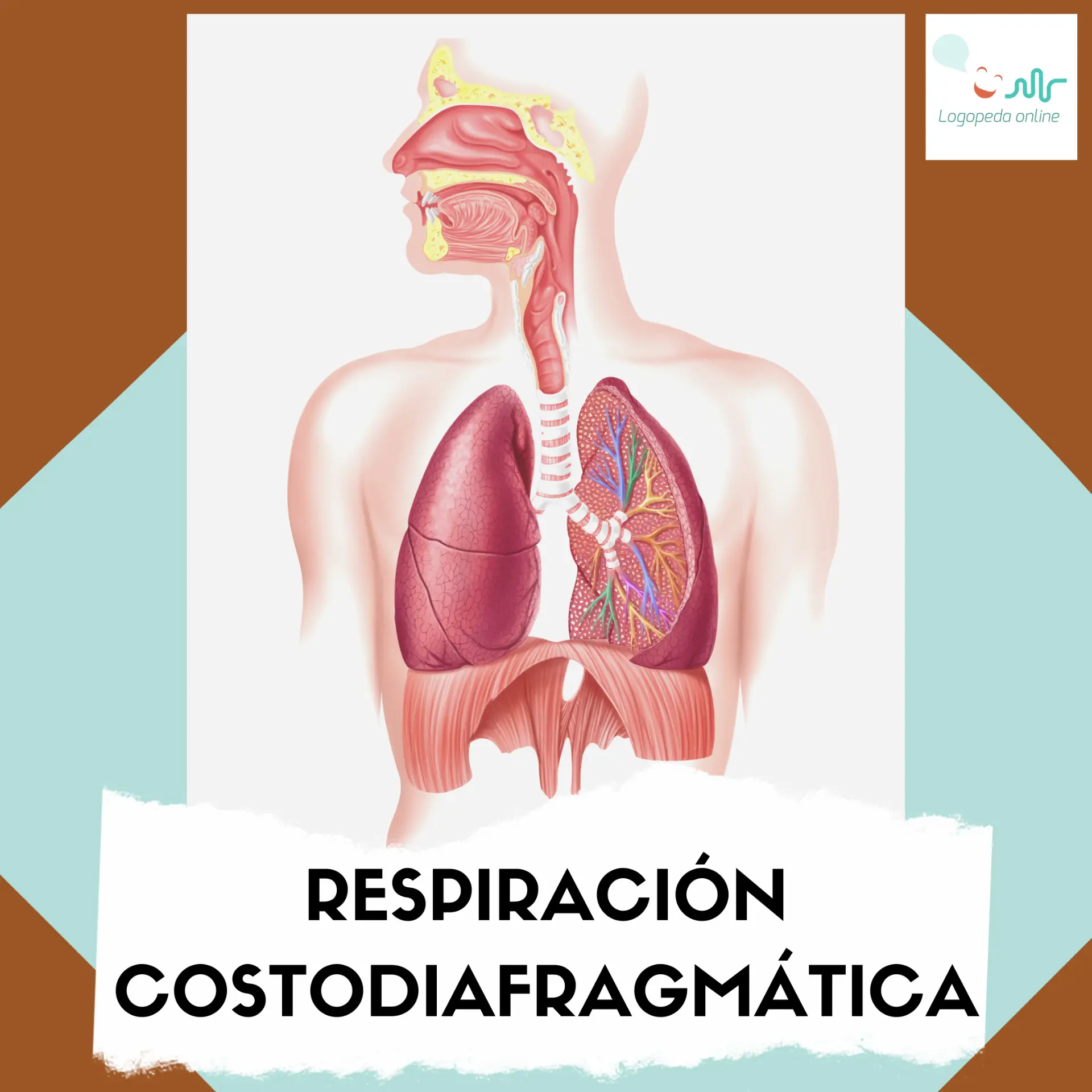 Respiración Costodiafragmática: Una Guía Completa para Mejorar tu Salud - Cómo se lleva a cabo la respiración diafragmática respiracion costodiafragmatico - Cómo se lleva a cabo la respiración diafragmática