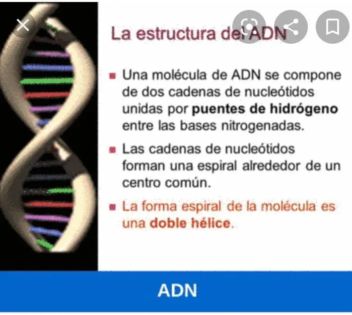 El ADN: La Molécula de la Vida: Función y Estructura - Cómo se produce el ADN que funcion cumple el adn - Cómo se produce el ADN