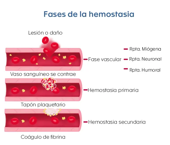 Hemostasia Primaria: El Primer Paso para Detener el Sangrado - Cómo se realizan las pruebas de hemostasia hemostasia primaria - Cómo se realizan las pruebas de hemostasia