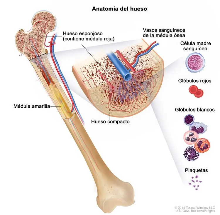 Leucemia: Una mirada profunda a sus causas, tipos y factores de riesgo - Cómo se transmite el virus de la leucemia de que viene la leucemia - Cómo se transmite el virus de la leucemia