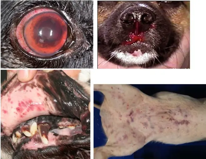 Ehrlichiosis Canina: Una Guía Completa para Propietarios de Perros - Cómo se transmite la ehrlichiosis canina ehrlichiosis en perros - Cómo se transmite la ehrlichiosis canina