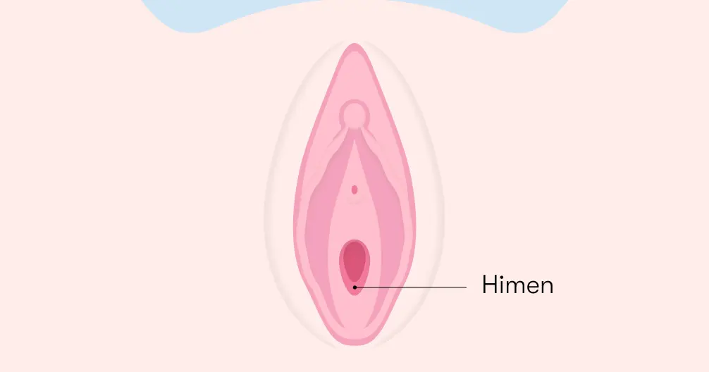 El himen de la mujer: desmitificando la verdad - Cómo se ve el himen en una mujer himen de la mujer - Cómo se ve el himen en una mujer