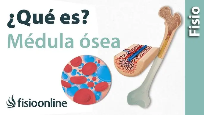 Donación de Médula Ósea: Un Acto de Esperanza y Generosidad - Cómo te sacan la médula ósea para donar medula osea real - Cómo te sacan la médula ósea para donar