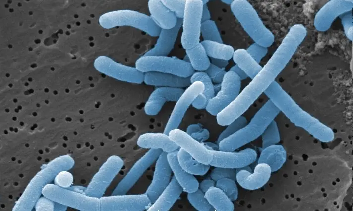 Rifaximina para la Encefalopatía Hepática: Una Revisión de la Evidencia - Cómo tomar lisibacter lisibacter - Cómo tomar lisibacter