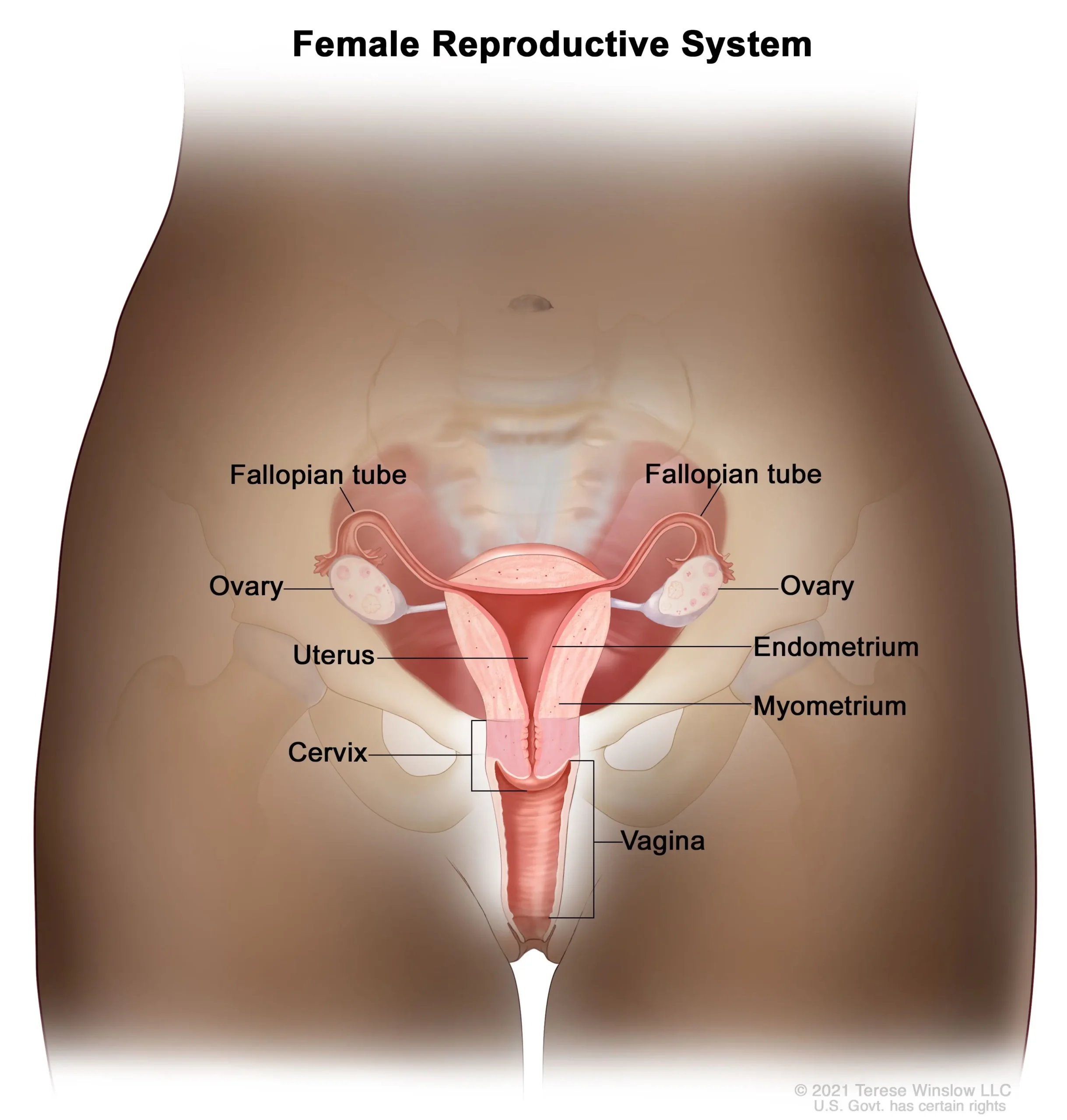 Endocérvix: Importancia en la Citología Cervical - Cuál es el endocérvix endocervix - Cuál es el endocérvix