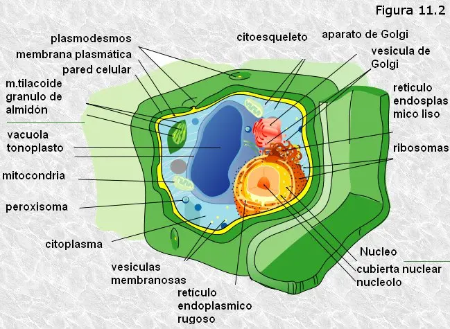 Componentes Celulares: Una Mirada al Interior de la Célula - Cuál es el más importante componente de la célula componentes celulares - Cuál es el más importante componente de la célula
