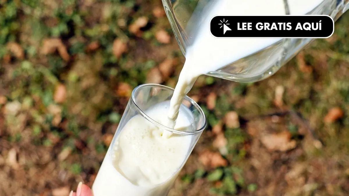 La Leche: ¿Alimento Saludable o Controversia? - Cuál es el mejor horario para tomar leche se toma la leche - Cuál es el mejor horario para tomar leche