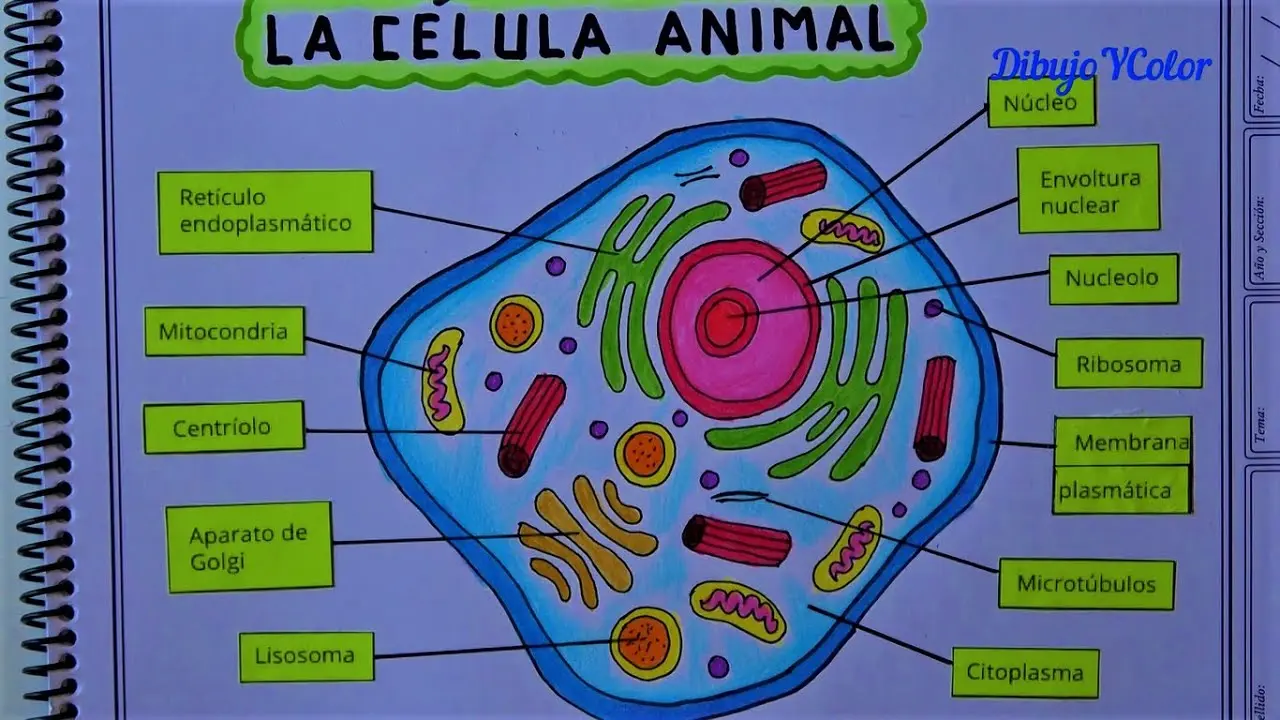 Estructura Interna de la Célula Animal: Un Viaje al Interior de la Vida - Cuál es el tamaño de la célula animal la celula animale - Cuál es el tamaño de la célula animal