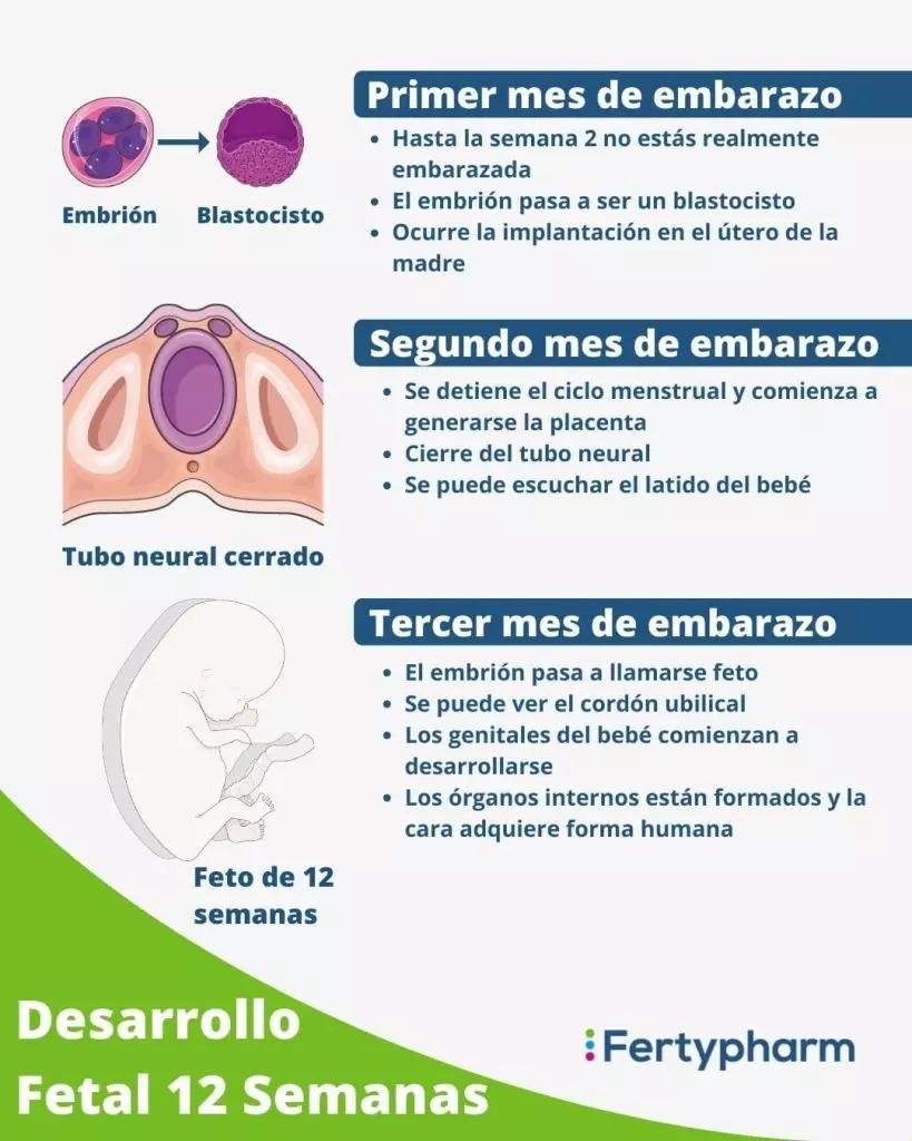 trimestres del embarazo - Cuál es el trimestre más importante del embarazo