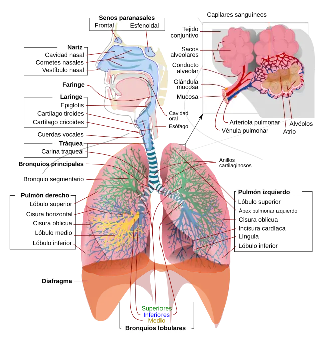 Estructura del Sistema Respiratorio: Un Viaje por el Interior del Cuerpo - Cuál es la anatomía del sistema respiratorio estructura del sistema respiratorio - Cuál es la anatomía del sistema respiratorio