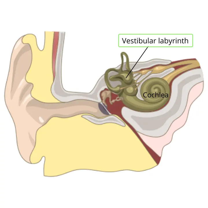 Ataxia Vestibular: Causas, Síntomas, Diagnóstico y Tratamiento - Cuál es la causa más común de ataxia ataxia vestibular - Cuál es la causa más común de ataxia