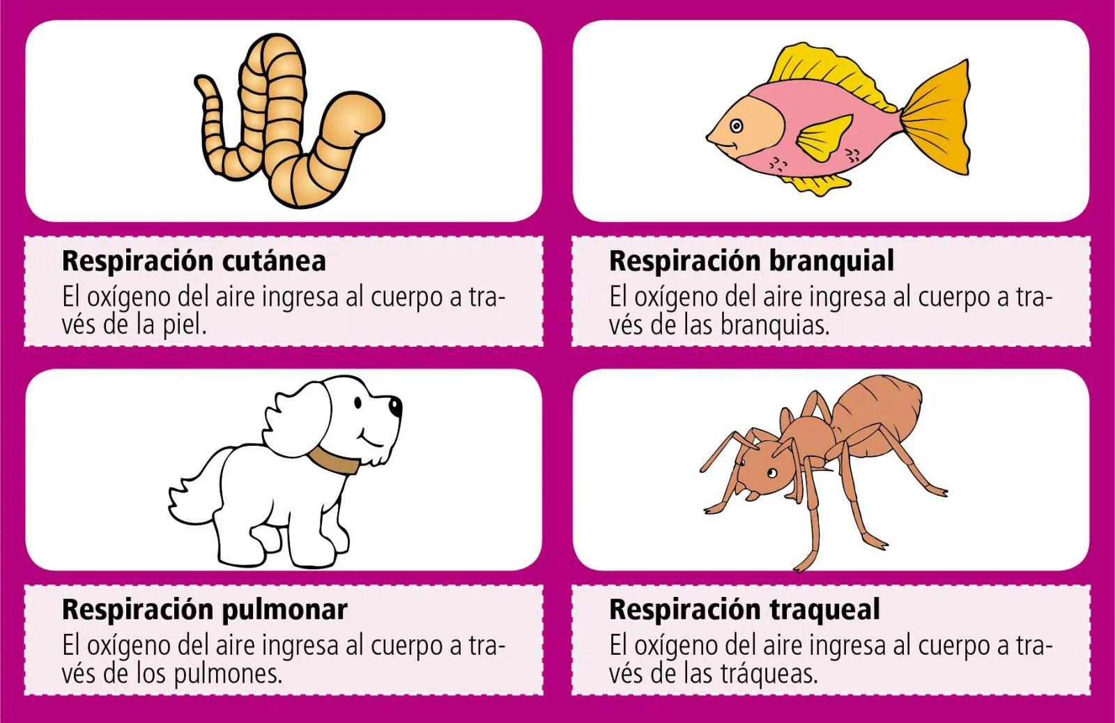 Respiración Aerobia y Anaerobia: Una Guía Completa para Entender Cómo Respiran los Seres Vivos - Cuál es la diferencia entre respiración aerobia y anaerobia tipos de respiracion - Cuál es la diferencia entre respiración aerobia y anaerobia