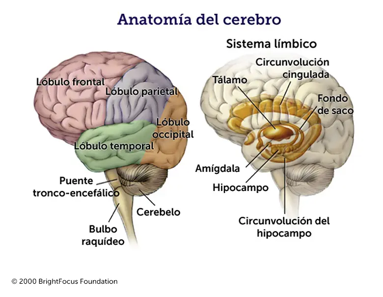 Estructura del Cerebro: Una Guía Completa - Cuál es la estructura del cerebro estructura del cerebro - Cuál es la estructura del cerebro
