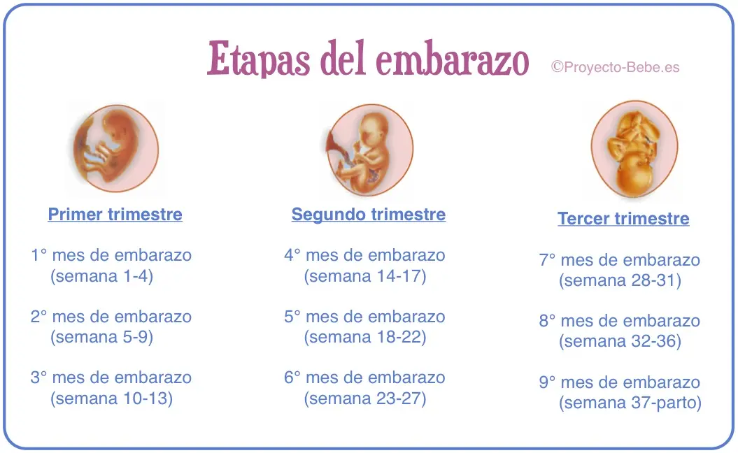 Etapas del Embarazo: Un Viaje de 40 Semanas - Cuál es la etapa más delicada del embarazo cuales son las etapas del embarazo - Cuál es la etapa más delicada del embarazo