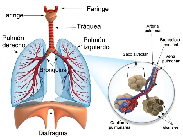 Fisiología del Aparato Respiratorio: Un Viaje por el Aire que Respiramos - Cuál es la fisiología del aparato respiratorio sistema respiratorio fisiología - Cuál es la fisiología del aparato respiratorio