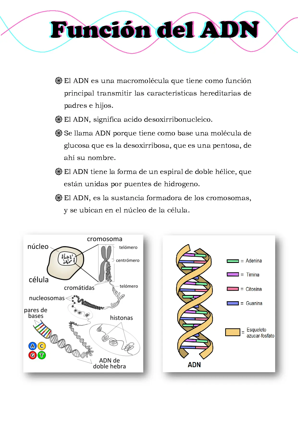 El ADN: La Molécula de la Vida: Función y Estructura - Cuál es la función de los genes que funcion cumple el adn - Cuál es la función de los genes
