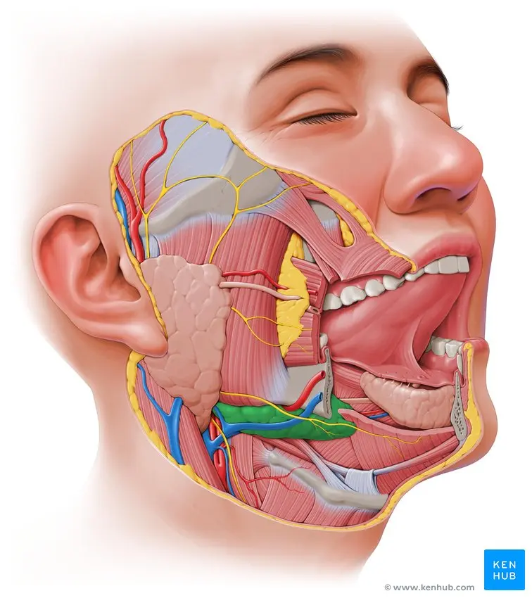Glándula Submandibular: Anatomía, Función y Correlaciones Clínicas - Cuál es la función del ganglio submandibular glandula submandibular - Cuál es la función del ganglio submandibular