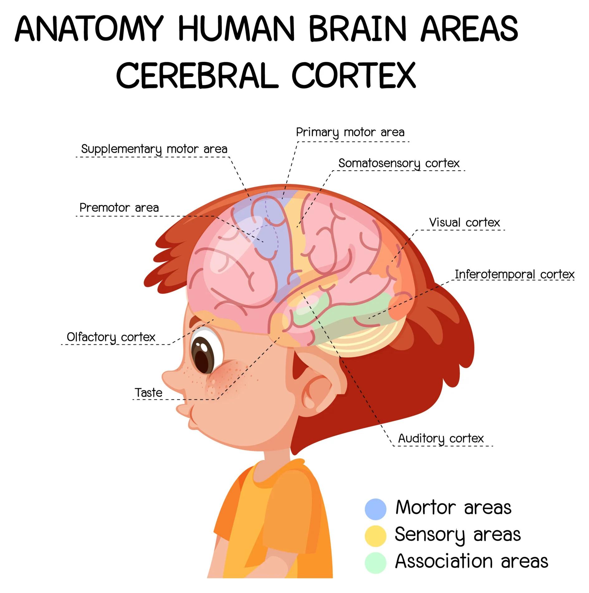 La Corteza Cerebral: El Centro de Control de Nuestro Cerebro - Cuál es la importancia de la corteza cerebral cortex cerebral - Cuál es la importancia de la corteza cerebral