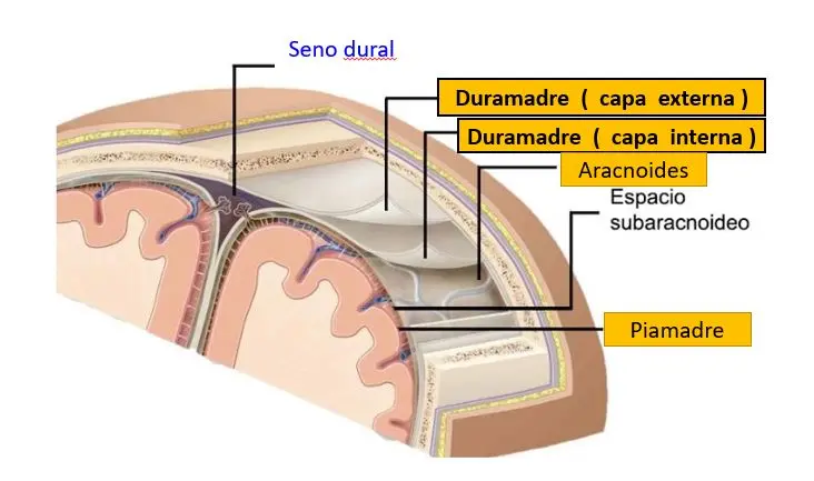 Cefalea Postpunción Dural: Un Reto en el Manejo del Dolor - Cuáles son las 3 capas de las meninges duramadre - Cuáles son las 3 capas de las meninges