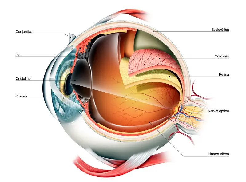Las partes del ojo y sus funciones: una guía completa - Cuáles son las 3 capas del ojo partes del ojo y sus funciones - Cuáles son las 3 capas del ojo