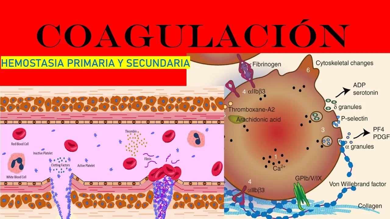 Hemostasia Primaria: El Primer Paso para Detener el Sangrado - Cuáles son las 4 fases de la hemostasia hemostasia primaria - Cuáles son las 4 fases de la hemostasia