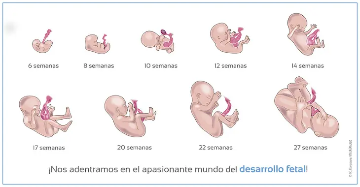 Etapas del Embarazo: Un Viaje de 40 Semanas - Cuáles son las etapas del embarazo según Wikipedia cuales son las etapas del embarazo - Cuáles son las etapas del embarazo según Wikipedia