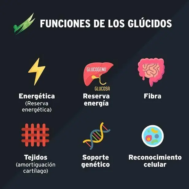 funcion de los glucidos - Cuáles son las funciones de los glucosidos