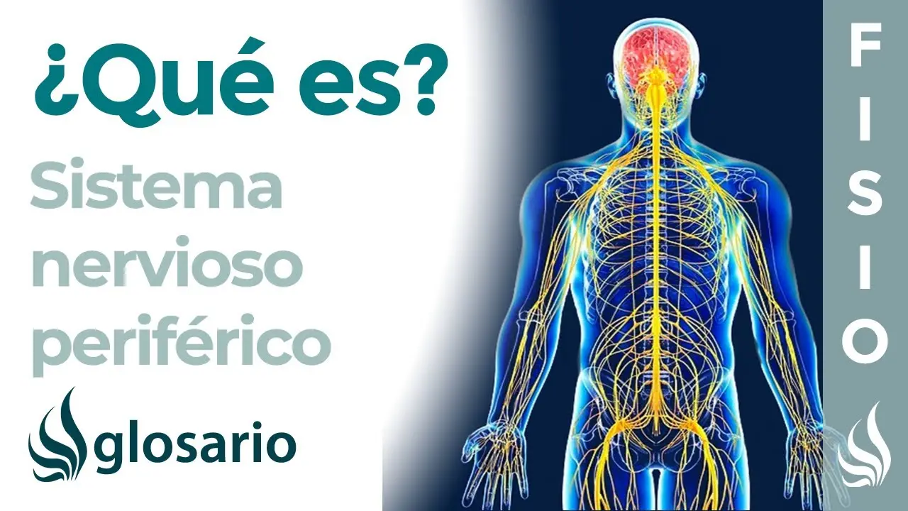 El Sistema Nervioso Periférico: Funciones, Estructura y Afecciones - Cuáles son las funciones del sistema nervioso periférico funcion del sistema nervioso periferico - Cuáles son las funciones del sistema nervioso periférico