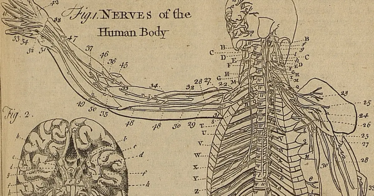 Nervios Motores: Función, Tipos y Daños - Cuáles son los 3 tipos de nervios nervios motores - Cuáles son los 3 tipos de nervios