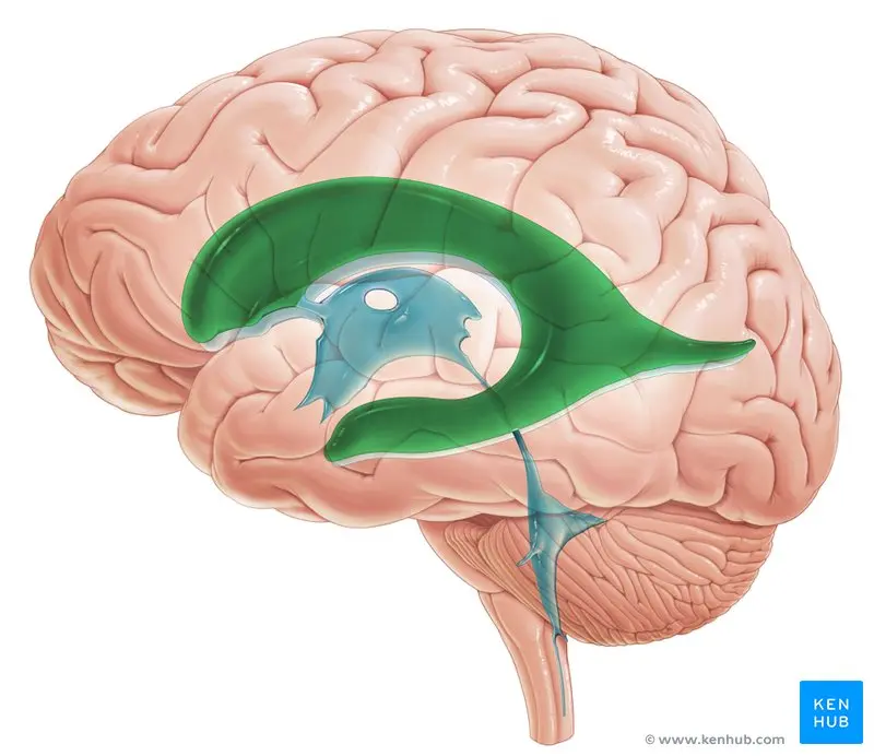 Sistema Ventricular: Anatomía, Función y Patologías - Cuáles son los 4 ventrículos del cerebro sistema venteicular - Cuáles son los 4 ventrículos del cerebro