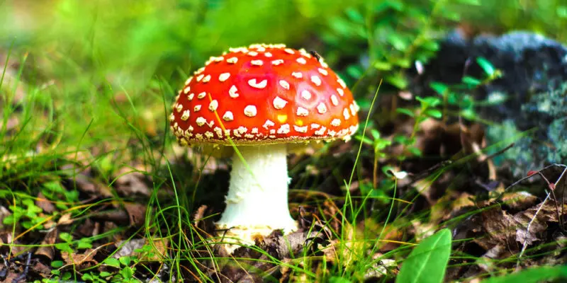 Hongos parásitos: Una amenaza silenciosa en los ecosistemas - Cuáles son los 5 tipos de hongos hongo parasitos - Cuáles son los 5 tipos de hongos