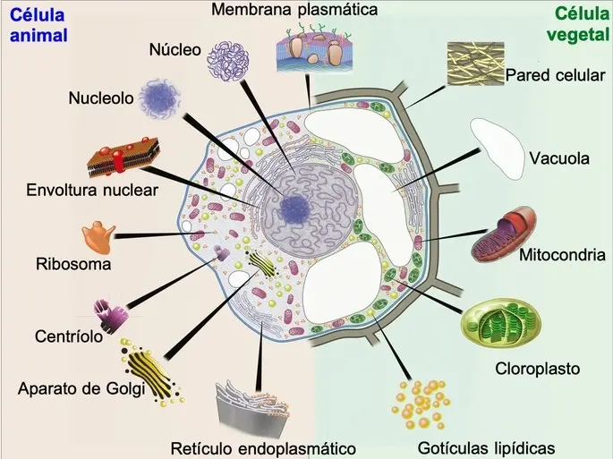Tipos de Células: Una Mirada al Complejo Mundo Microscópico - Cuáles son los 6 tipos de células tipos celulares - Cuáles son los 6 tipos de células