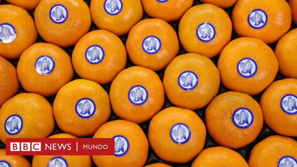 Cuáles son las comidas con más nutrientes - Cuáles son los alimentos con mayor valor nutricional comidas con nutrientes - Cuáles son los alimentos con mayor valor nutricional