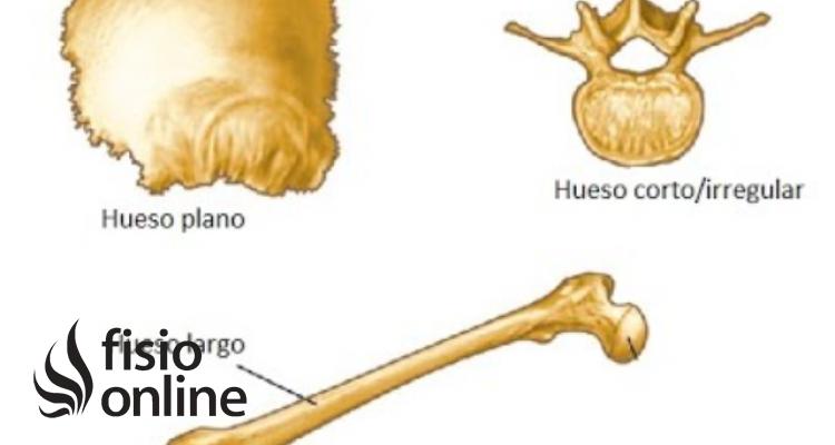Huesos Irregulares: Anatomía y Ejemplos - Cuáles son los huesos irregulares huesos irregulares ejemplos - Cuáles son los huesos irregulares