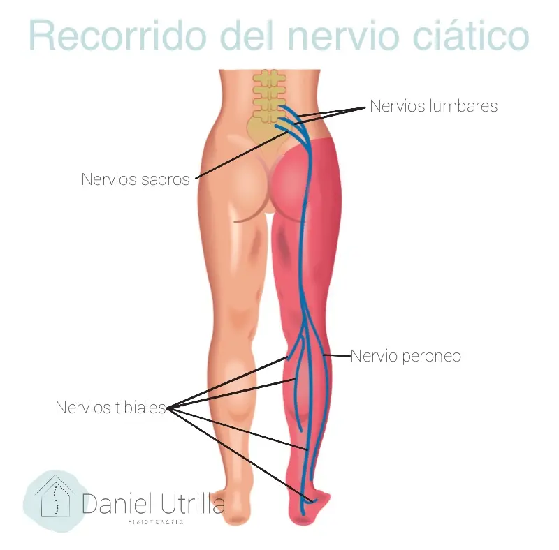 Nervios de la pierna: Anatomía, función y trastornos - Cuáles son los nervios de la pierna nervios de la pierna - Cuáles son los nervios de la pierna