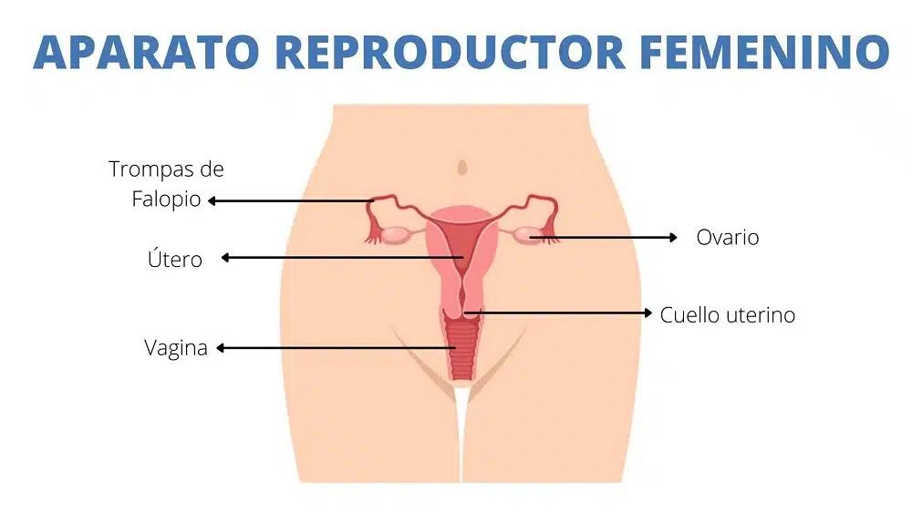 enfermedades del sistema reproductor femenino - Cuáles son los problemas más comunes relacionados con el sistema reproductor femenino