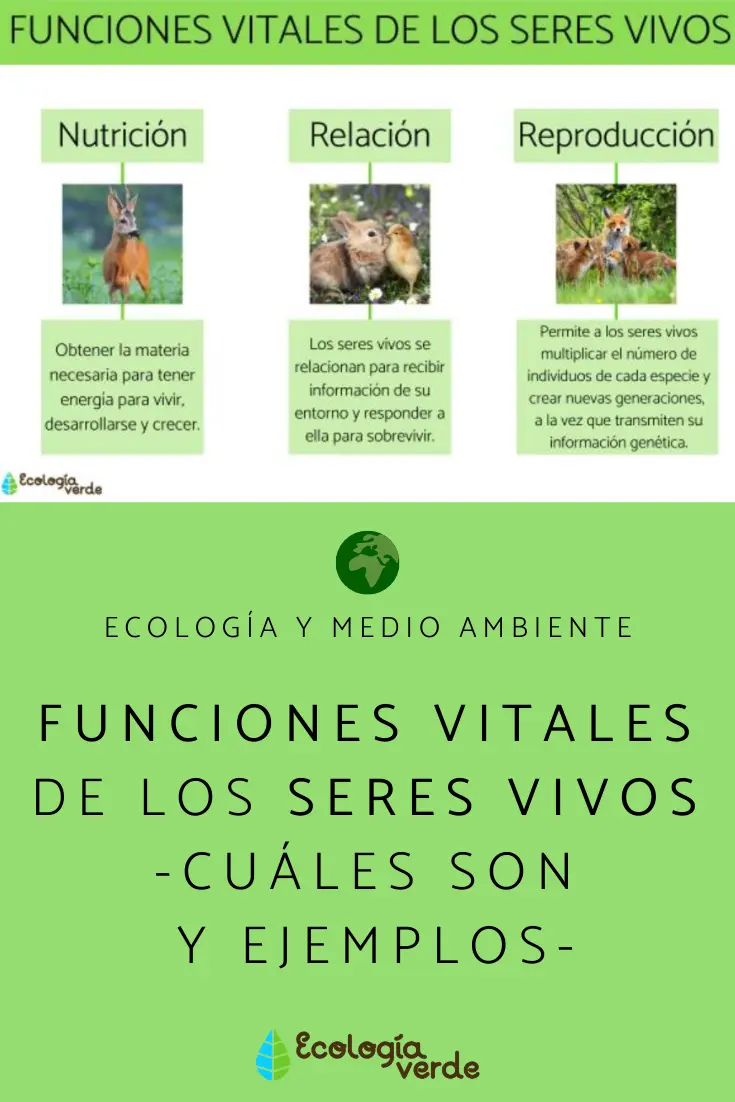 Funciones Vitales de los Seres Vivos: Nutrición, Reproducción y Relación - Cuáles son los que regulan las funciones vitales cuales son las funciones vitales de los seres vivos - Cuáles son los que regulan las funciones vitales