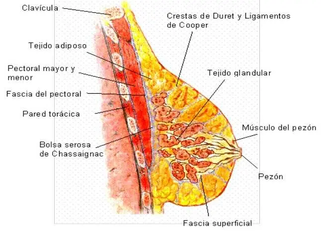 Displasia de Mama: Síntomas, Causas y Tratamiento - Cuáles son los síntomas de displasia displasia de mama - Cuáles son los síntomas de displasia