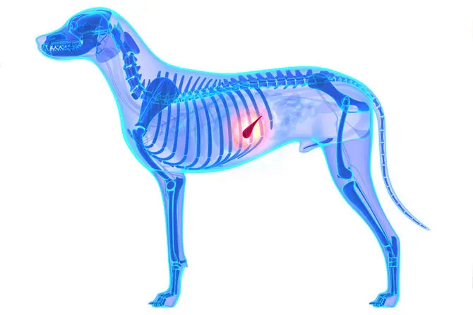 Amilasa Alta en Perros: Causas, Síntomas y Tratamiento - Cuáles son los síntomas de la pancreatitis en los perros amilasa alta en perros - Cuáles son los síntomas de la pancreatitis en los perros
