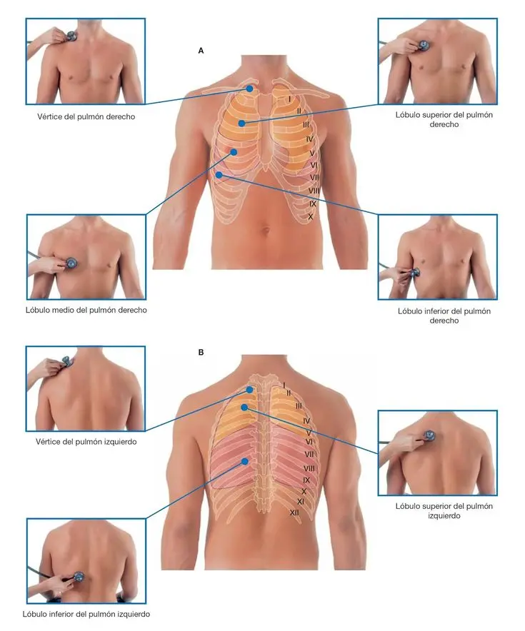 Auscultación Pulmonar: Guía Completa para el Médico de Familia - Cuáles son los sonidos pulmonares normales auscultacion pulmonar - Cuáles son los sonidos pulmonares normales