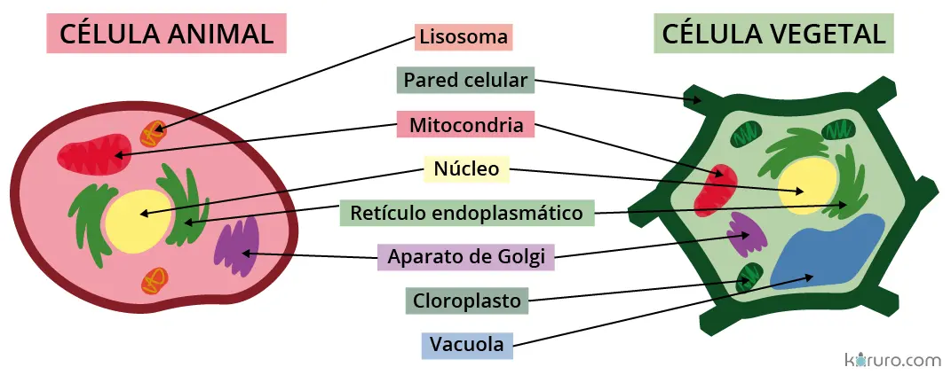 Tipos de Células Eucariotas: Una Guía Completa - Cuáles son los tipos de células eucariotas clases de celulas - Cuáles son los tipos de células eucariotas