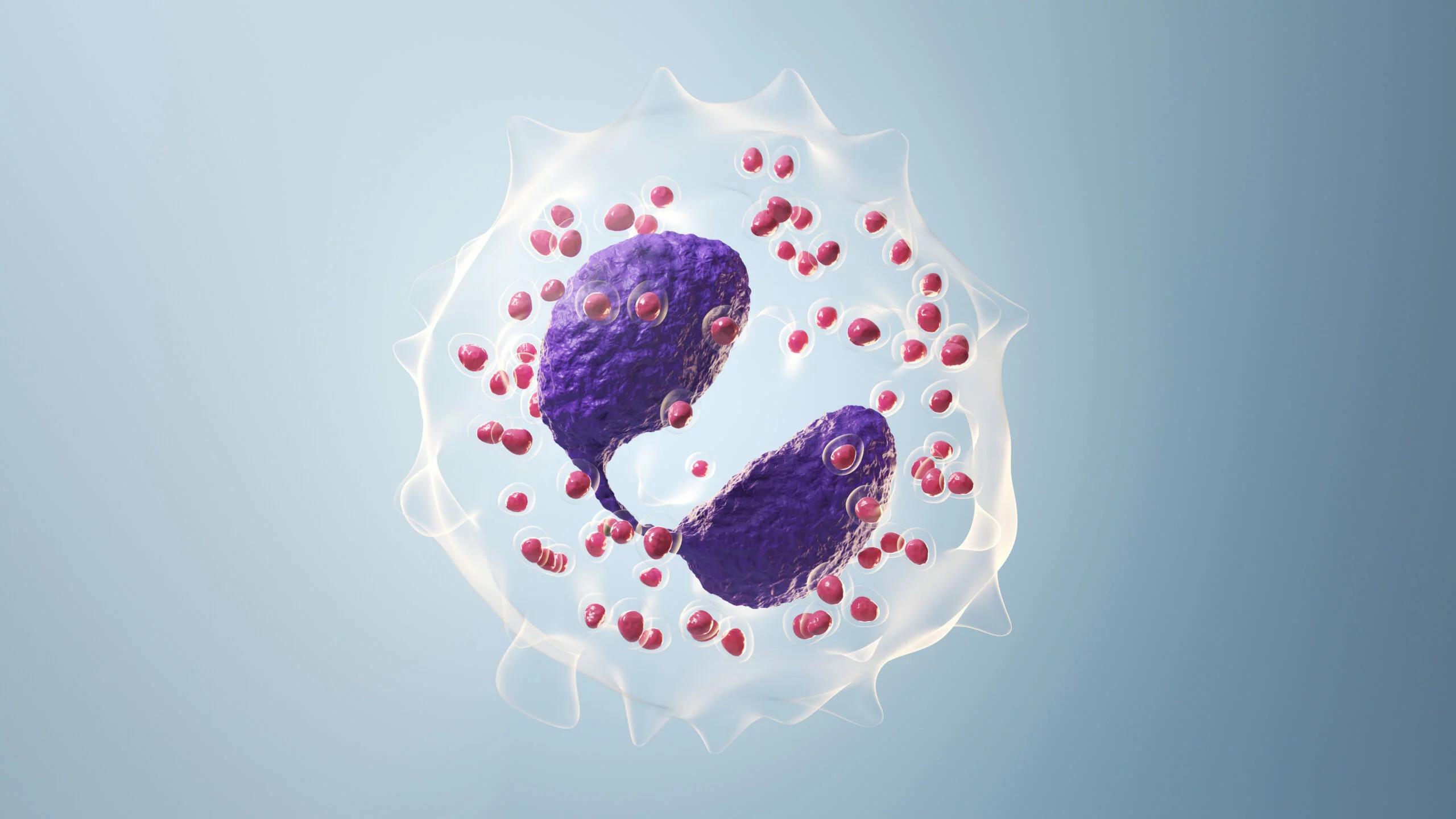 Eosinófilos: Valor normal, causas de niveles altos y bajos, y cuándo preocuparse - Cuándo preocuparse por eosinófilos altos eosinofilos valor normal - Cuándo preocuparse por eosinófilos altos
