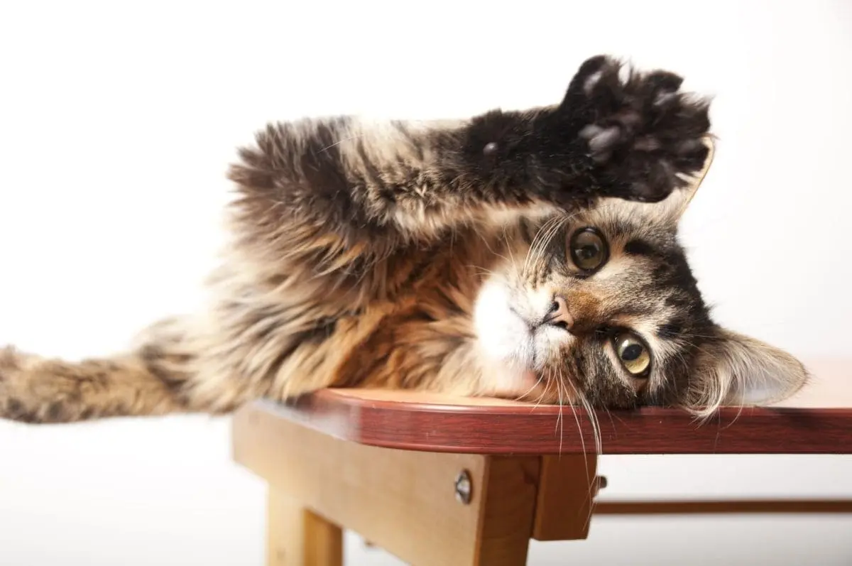Bartonella en Gatos: Todo lo que Necesitas Saber - Cuándo preocuparse por un rasguño de gato bartonella gatos - Cuándo preocuparse por un rasguño de gato