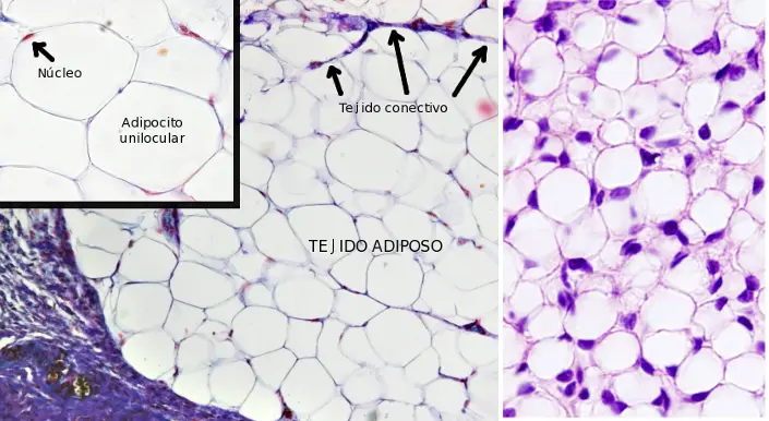 Adipocitos: Las células grasas y su importancia en el metabolismo - Cuándo se crean los adipocitos adipocitos - Cuándo se crean los adipocitos